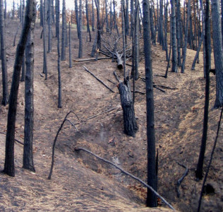 Burnt trees FP2