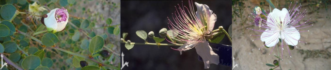 Caper blossoms, all photos Flora of Israel Online, Hebrew University