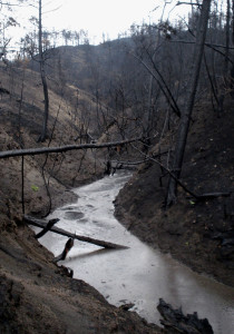Wildfire Aftermath: the canyon two weeks post fire, and after erosion from heavy rains, before healing has begun