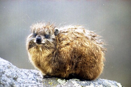 A coney, or rock hyrax
