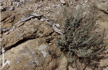 Satureja nabateorum, new species discovered near Petra by Avinoam Danin